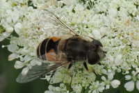 Eristalis-nemorum